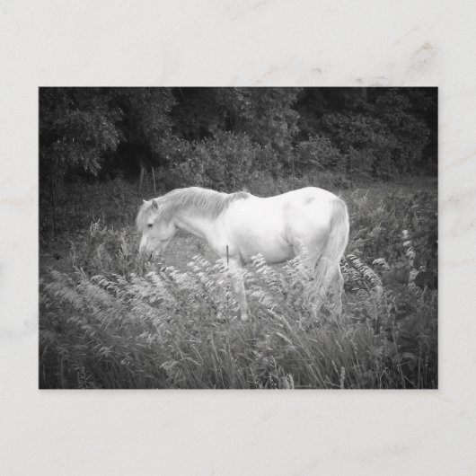 Schoonheid in zwart-wit briefkaart (Voorkant)