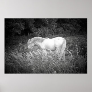 Schoonheid in zwart-wit poster