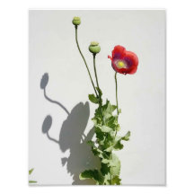 Schoonheid is ook het Beest.