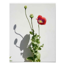 Schoonheid is ook het Beest. Foto Afdruk