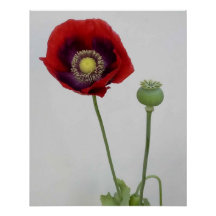 Schoonheid is ook het Beest.