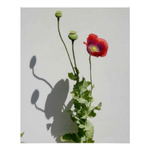 Schoonheid is ook het Beest.