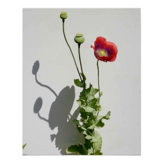 Schoonheid is ook het Beest. Perfect Poster (Voorkant)