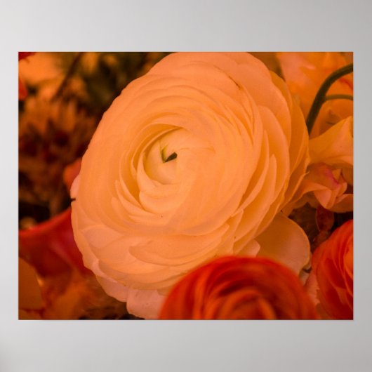 Schoonheid Omringt 20 x 16 Archief Papier Poster (Voorkant)