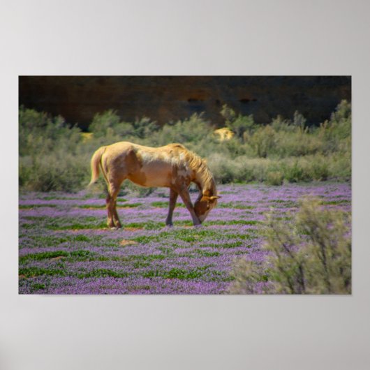 Schoonheid Poster (Voorkant)