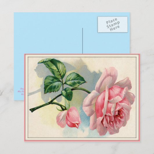 Schoonheid Roos Roze, grijs Briefkaart horizontaal (Voorkant / Achterkant)