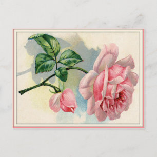 Schoonheid Roos Roze, grijs Briefkaart horizontaal