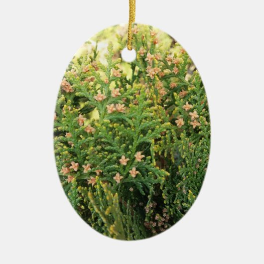 Schoonheid van de natuur: Juniper Tree Keramisch Ornament (Voorkant)