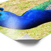 Schoonheid van de Peacock Foto Afdruk (Hoek)