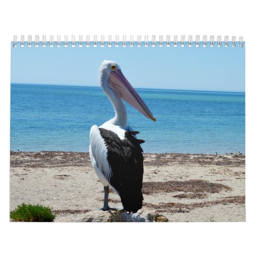 schoonheid van de pelikanen Australische 2019, Kalender (Hoes)