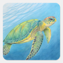 Schoonheid van de schildpad