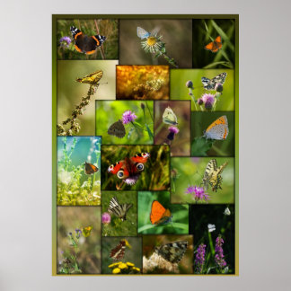 Schoonheid van de vlinders poster