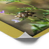 Schoonheid van de vlinders poster (Hoek)