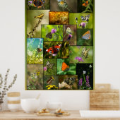 Schoonheid van de vlinders poster (Keuken)