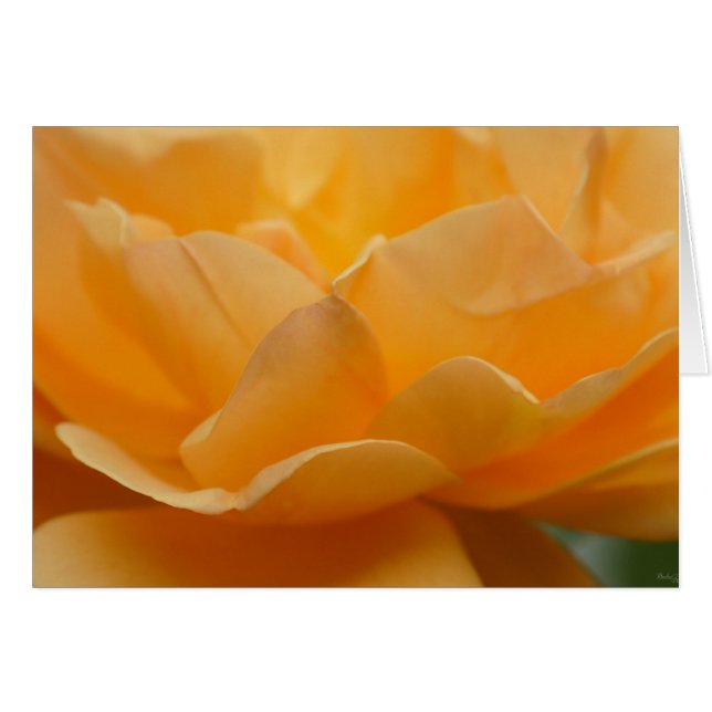 Schoonheid van een Roos (Voorkant Horizontaal)