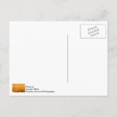 Schoonheid van een Roos schilder Briefkaart (Achterkant)