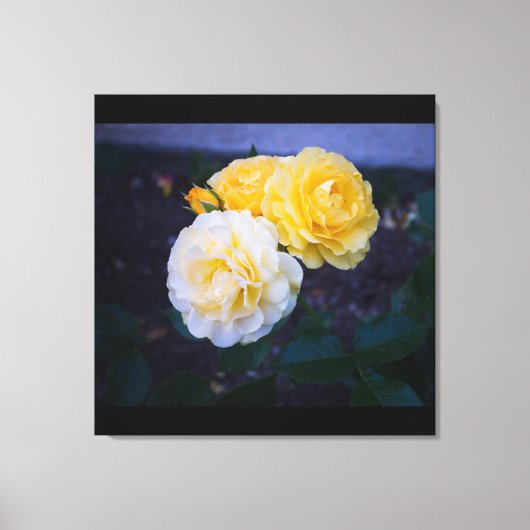 Schoonheid van Rozen Canvas Afdruk (Voorkant)