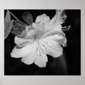 Schoonheid van voorjaar II Poster (Voorkant)