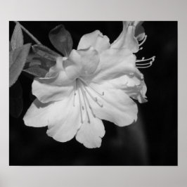 Schoonheid van voorjaar II Poster