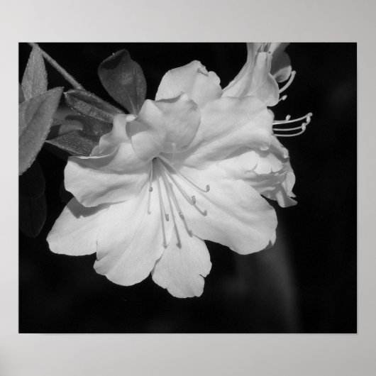 Schoonheid van voorjaar II Poster (Voorkant)