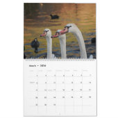Schoonheid van zwanen kalender (Mar 2026)