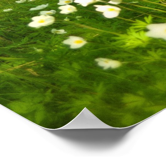 Schoonheid voor Ashes Poster (Hoek)