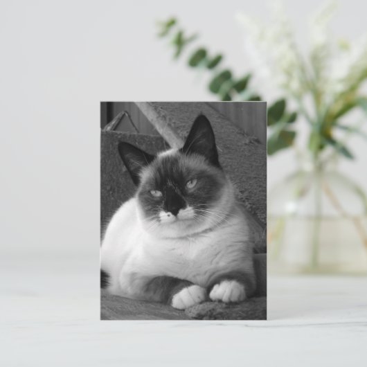 Schoonheid (zwart-wit) briefkaart (Staand voorkant)