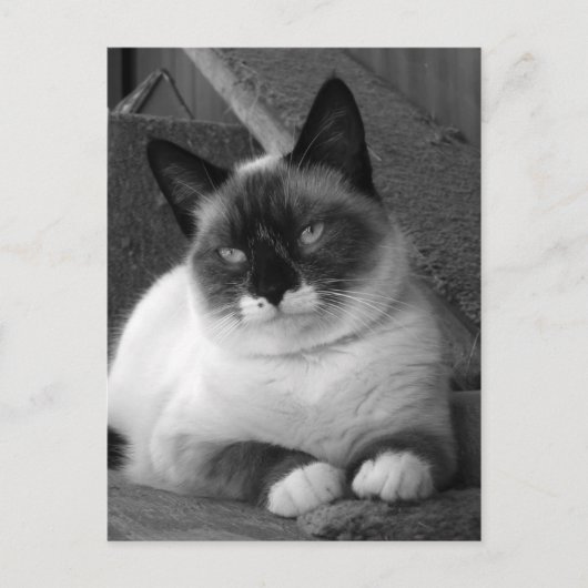 Schoonheid (zwart-wit) briefkaart (Voorkant)