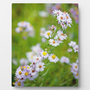 Schoonheidslijn Plaque Fotoplaat