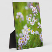 Schoonheidslijn Plaque Fotoplaat (Zijkant)