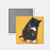 Schoonmaakgezicht voor zwarte en witte kat met poo magneet (Voorkant / Achterkant)