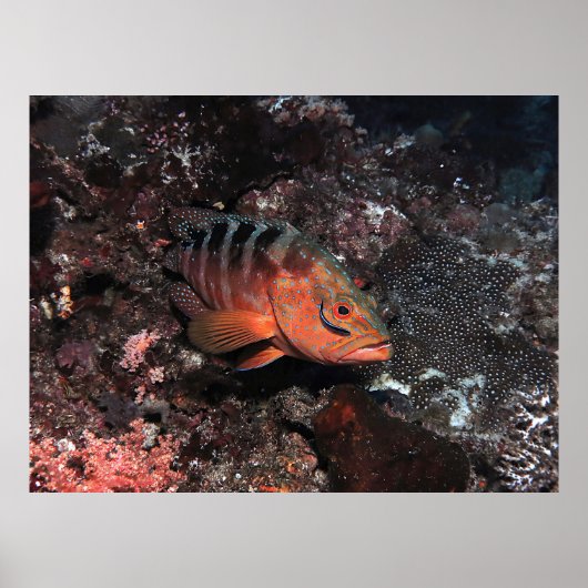 Schoonmaakmiddel Wrasse Eyeliner Poster (Voorkant)