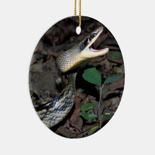 Schoonratslang Keramisch Ornament (Rechts)