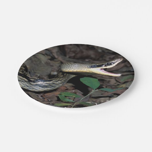 Schoonratslang Papieren Bordje (Gekanteld)