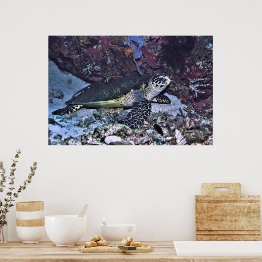 Schoonschildpad Poster (Keuken)