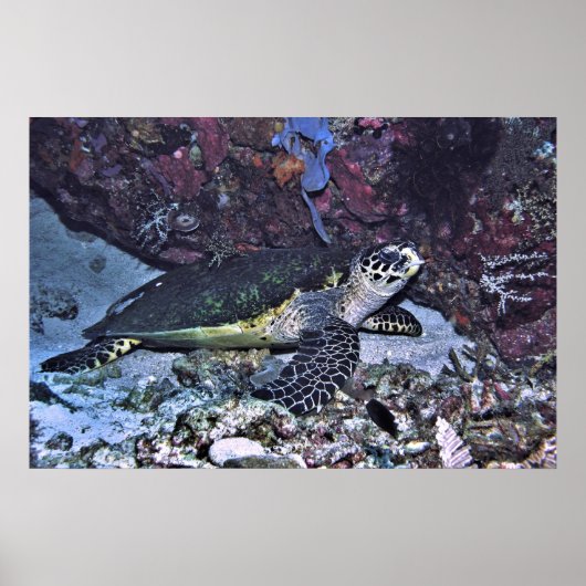 Schoonschildpad Poster (Voorkant)