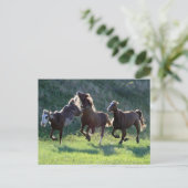 schoppaard briefkaart (Staand voorkant)