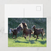 schoppaard briefkaart (Voorkant / Achterkant)