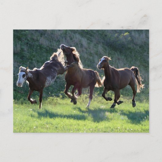 schoppaard briefkaart (Voorkant)