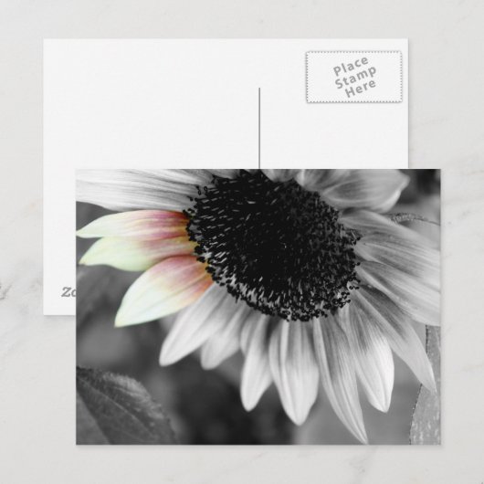 schoppen van briefkaarten in de zon (Voorkant / Achterkant)