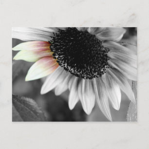 schoppen van briefkaarten in de zon