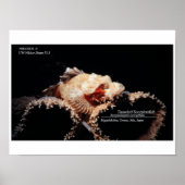 Schorpioenvis op de spons poster (Voorkant)