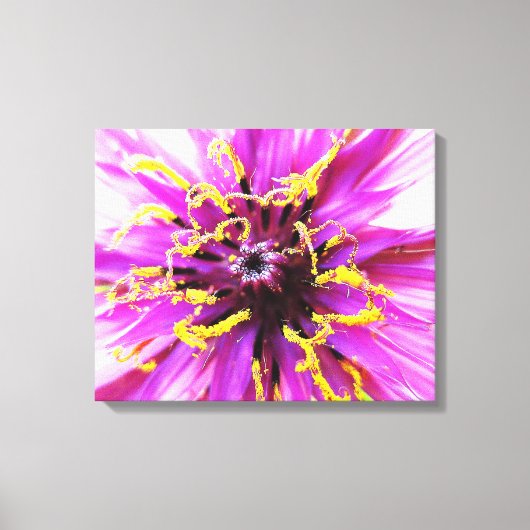 schorseneer bloem canvas afdruk (Voorkant)