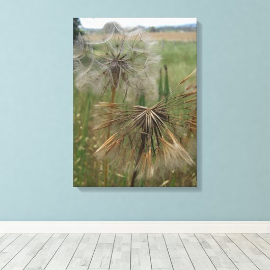 Schorseneren Zaden In Veld Verpakt Canvas (Insitu (Houten vloer))