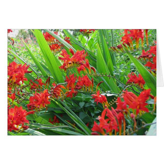 schot van rood (Voorkant Horizontaal)