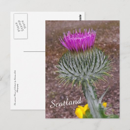 Schotland, de Thistle Briefkaart (Voorkant / Achterkant)