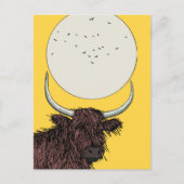 Schotland Hoogland Koe Briefkaart (Voorkant)
