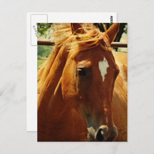 Schots Briefkaart (Voorkant / Achterkant)