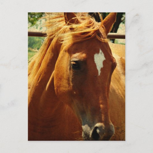 Schots Briefkaart (Voorkant)