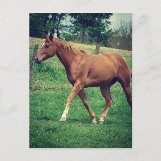 Schots Briefkaart (Voorkant)